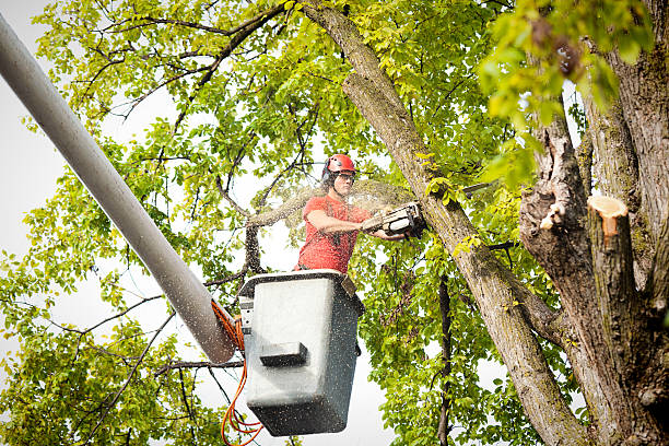 Best Tree Maintenance Programs  in Royal Oak, MI